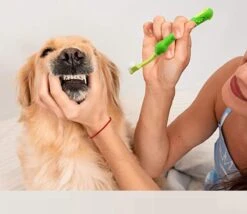 Merkloos Tandenborstel - Voor Huisdieren - Honden - 3 Zijdig - Multi-Hoek - Schoonmaken - Tanden - Slechte Adem - Tandsteen - Tandenborstel - Gezondheid - Blauw 11 Merkloos Tandenborstel - Voor Huisdieren - Honden - 3 Zijdig - Multi-Hoek - Schoonmaken - Tanden - Slechte Adem - Tandsteen - Tandenborstel - Gezondheid - Blauw -Dierenwinkel 1200x1042