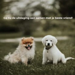 AYOO Agility Voor De Hond - Honden Training - Honden Behendigheid Set - Hondenparcours - Training Huisdieren - Honden Agility Set - Slalom - Horde - Draagzak - Agility Set - Oranje - Wit - GRATIS Speeltouw -Dierenwinkel 1200x1200 212