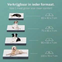 Dierenwinkel 8 Dierenwinkel -Dierenwinkel 1200x1200 266