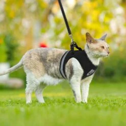 Merkloos Kattentuigje Met Looplijn | Zwart Kattenharnas | Easy Step In | Kattenriem | Kattenlijn | Kattentuig | Maat S 17 Merkloos Kattentuigje Met Looplijn | Zwart Kattenharnas | Easy Step In | Kattenriem | Kattenlijn | Kattentuig | Maat S -Dierenwinkel 1200x1200 461