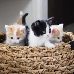 District 70 COCOON - Luxe Hondenmand Van Duurzaam Hoogwaardig Riet Met Zacht Kussen - Maten S/M/L - Large 31 District 70 COCOON - Luxe Hondenmand Van Duurzaam Hoogwaardig Riet Met Zacht Kussen - Maten S/M/L - Large -Dierenwinkel 1200x1200 87