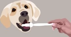 Aedogz Tandsteen Verwijder Spons Hond & Kat - Verwijdert Tandsteen, Aanslag En Vlekken - Verfrist De Adem Voorkomt Tandvleesproblemen. 7 Aedogz Tandsteen Verwijder Spons Hond & Kat - Verwijdert Tandsteen, Aanslag En Vlekken - Verfrist De Adem Voorkomt Tandvleesproblemen. -Dierenwinkel 1200x632