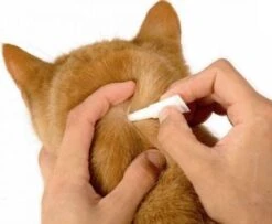 Frontline Spot-On Anti Vlooienmiddel Kat - 6 Pipetten 18 Frontline Spot-On Anti Vlooienmiddel Kat - 6 Pipetten -Dierenwinkel 1200x987 1