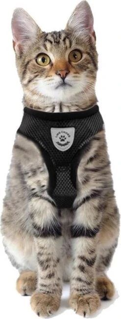 Merkloos Kattentuigje Met Looplijn | Zwart Kattenharnas | Easy Step In | Kattenriem | Kattenlijn | Kattentuig | Maat S 15 Merkloos Kattentuigje Met Looplijn | Zwart Kattenharnas | Easy Step In | Kattenriem | Kattenlijn | Kattentuig | Maat S -Dierenwinkel 457x1200