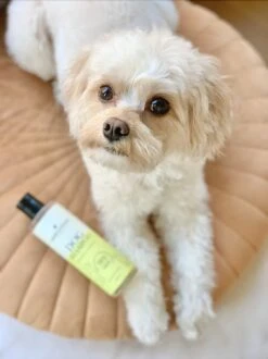 Fresh & Fluffy - Hondenshampoo Kamille / Patchouli - Geschikt Voor Alle Hondenrassen - Natuurlijk & Vegan Voor De Gevoelige Huid - 250ml 9 Fresh & Fluffy - Hondenshampoo Kamille / Patchouli - Geschikt Voor Alle Hondenrassen - Natuurlijk & Vegan Voor De Gevoelige Huid - 250ml -Dierenwinkel 899x1200 1