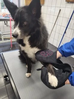 N4dogs – Hondenhanddoek – Honden Handdoek – Microvezel Handdoek – Handdoek Hond – Droogdoek Hond – Dierendeken – Sterk Absorberend – Handdoek Met Zakken - Zwart - 66 X 23 Cm -Dierenwinkel 900x1200 7