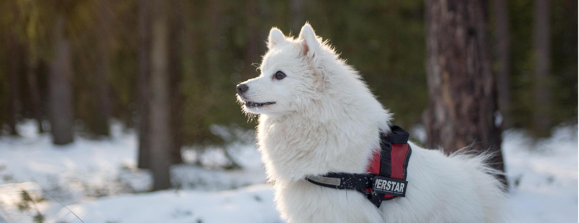 Dierenwinkel 1 Dierenwinkel -Dierenwinkel animal 3272072 1920