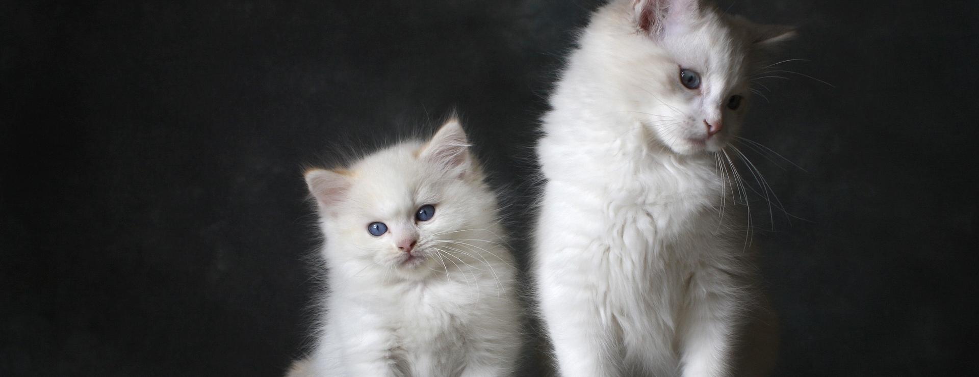 Dierenwinkel 17 Dierenwinkel -Dierenwinkel cat 4894153 1920